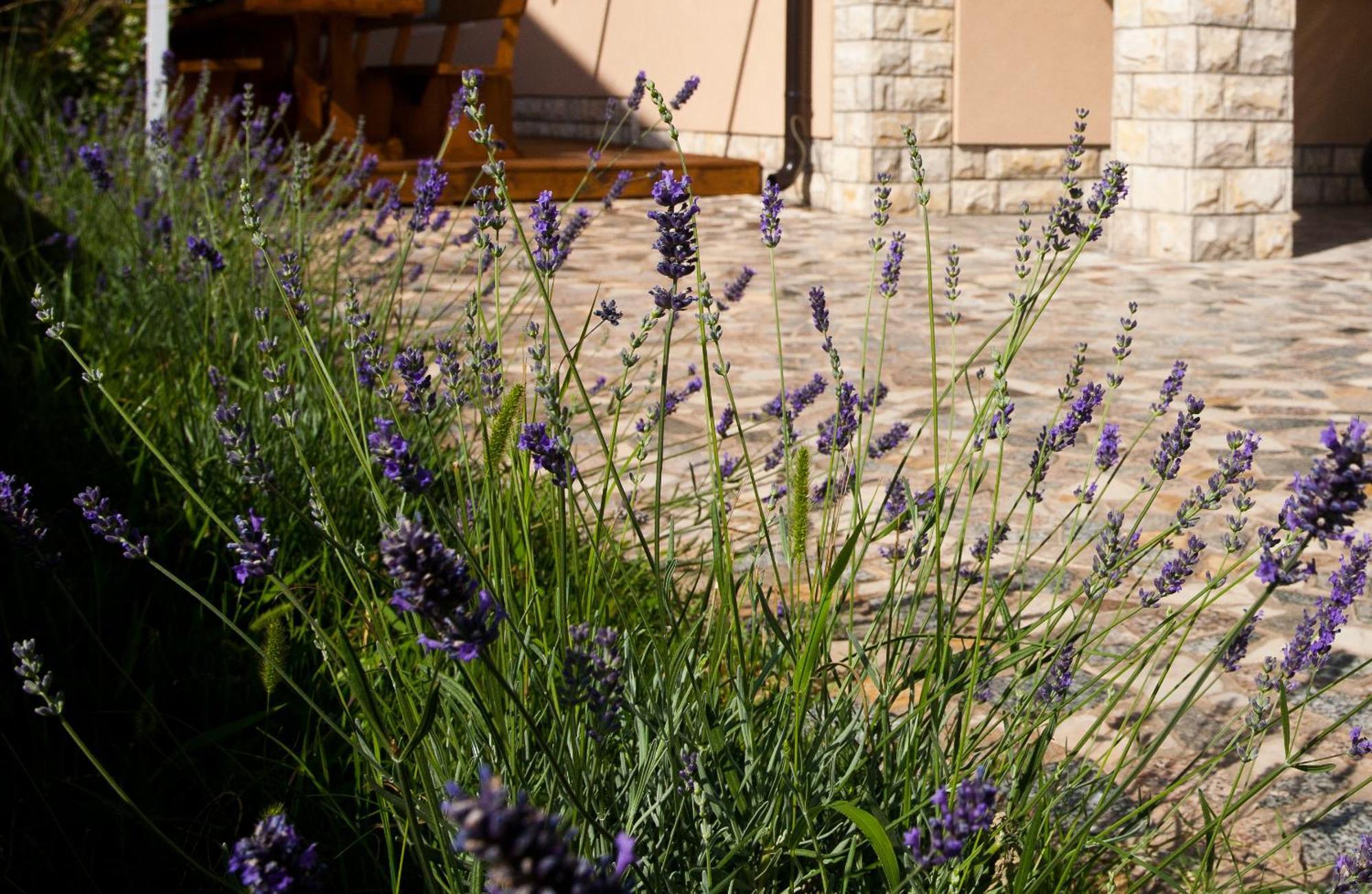 Bed&Breakfast Mario Krk Town Exterior foto